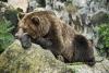 Test: Vælg en bjørn og find ud af, hvilken slags mor du er