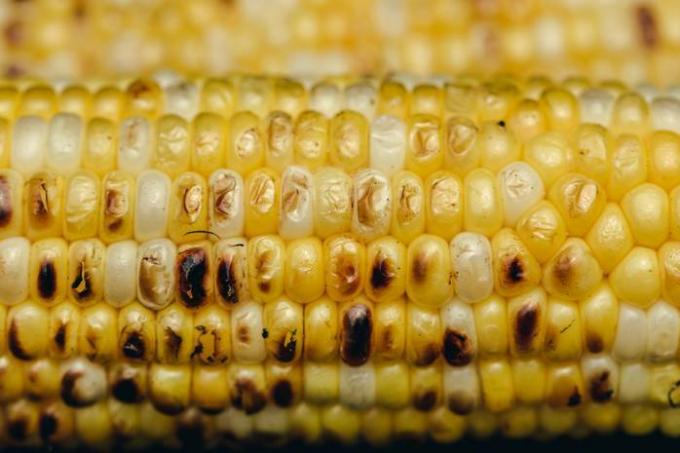 Sådan fryses majs ordentligt om sommeren: top tip