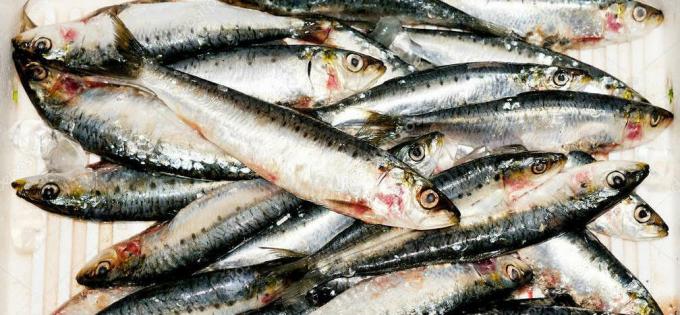 Sardiner - sardin