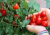 6 overraskende sundhedsmæssige fordele ved tomater
