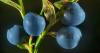 7 grunde til at spise blåbær