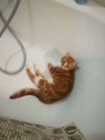 Opgørelser af "eksperter" om farerne ved hyppig vask min kat sandsynligvis ville enige :))