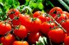 Sådan introduceres tomater korrekt i børns kost