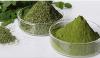 Moringa - en plante, der forhindrer sundhedsproblemer!