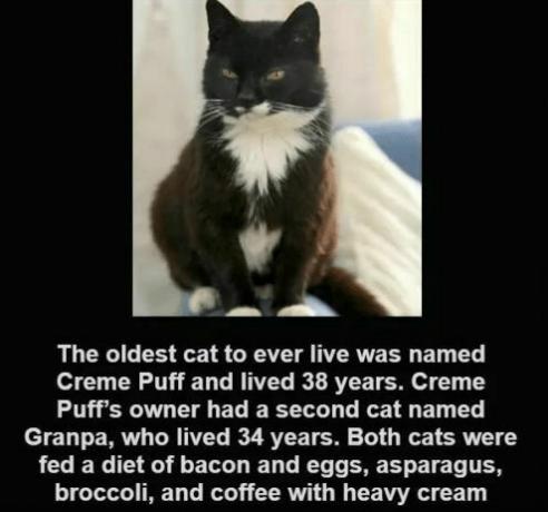 Kat creme puff - Creme Puff
