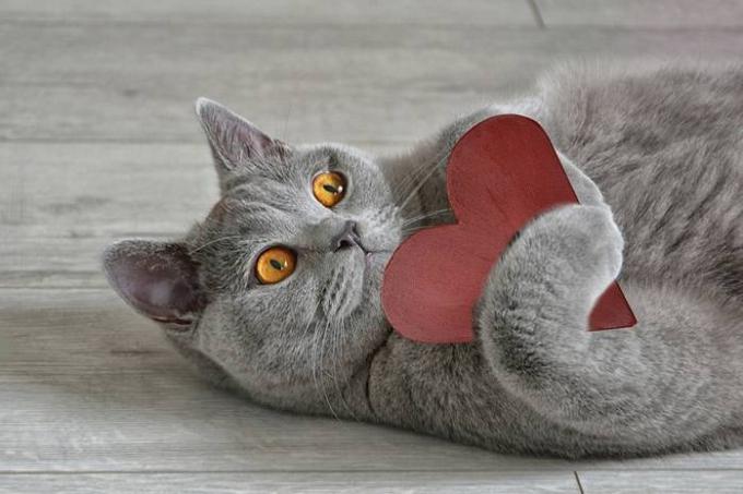 15 fakta om katte, der gør dem endnu mere kærlighed