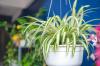 7 stueplanter til perfekt ren luft derhjemme