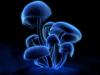 Magiske svampe, vindende depression