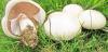 Ligesom svampe påvirker levealderen