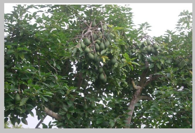 avocado træ