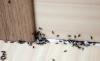Hvor hurtigt og permanent slippe af med myrer i huset