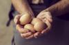 Alt hvad du ønskede at vide om kyllingæg: 5 vigtige fakta