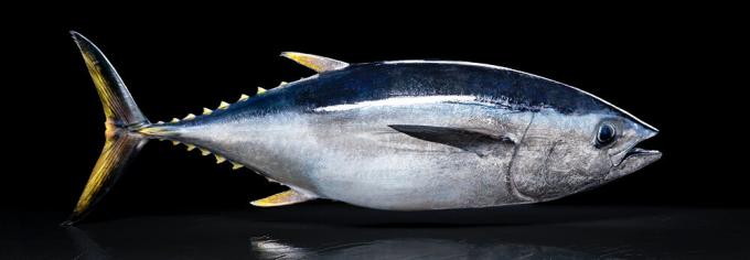 Pacific tun - pacific tun